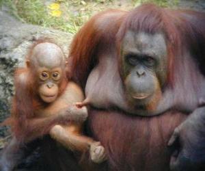 yapboz bebeği ile orangutan